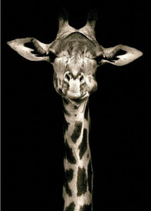 Giraffe Black & White Canvas Print | African Animal Portrait | UNFRAMED - Art By The Bay - Canvas Wall Decor Prints