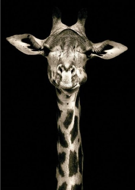 Giraffe Black & White Canvas Print | African Animal Portrait | UNFRAMED - Art By The Bay - Canvas Wall Decor Prints